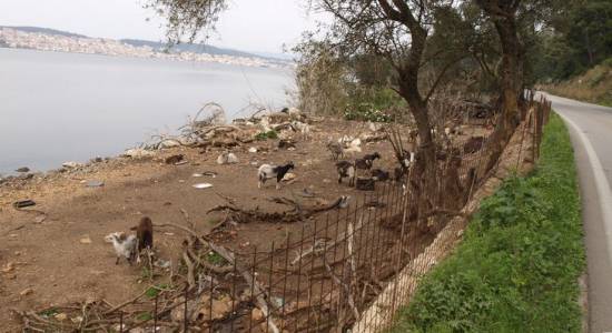 Κύριε Αντιπεριφερειάρχη η απαράδεκτη κατάσταση συνεχίζεται… 