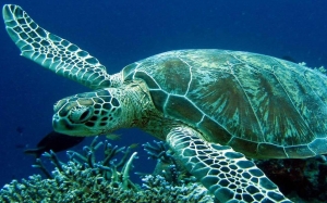 Νεκρή θαλάσσια χελώνα καρέτα - καρέτα στο Φανάρι