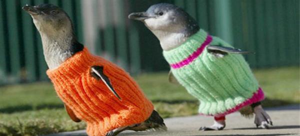 Πουλόβερ σε... πιγκουίνους φόρεσαν φιλόζωοι σε πάρκο της Αυστραλίας [εικόνες]