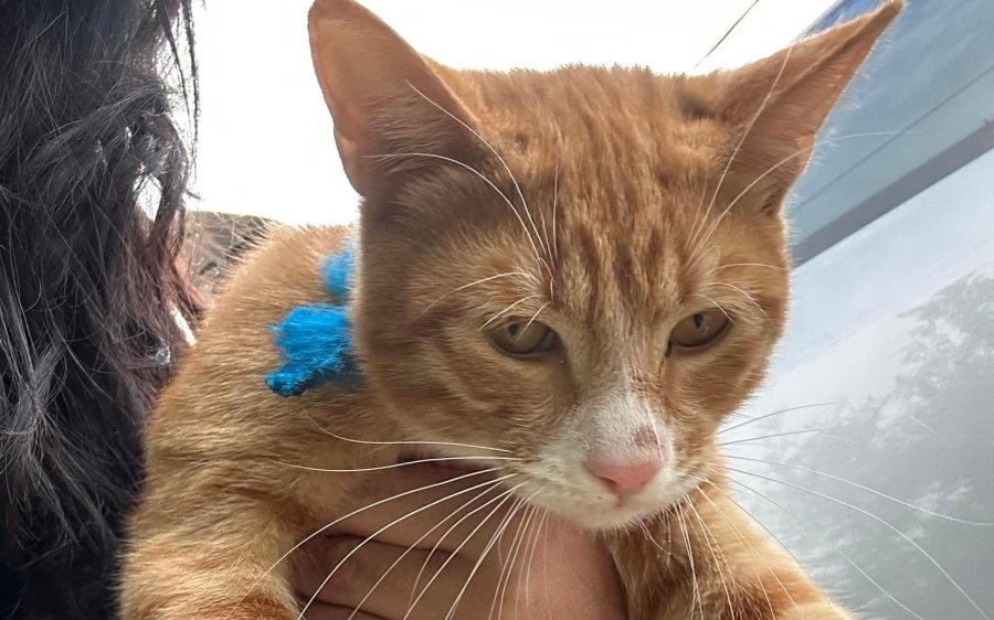 Αυτός ο παιχνιδιάρης γάτος, βρέθηκε στο Αργοστόλι - Τον αναζητά κανείς;
