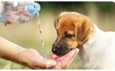 Δ. Μινέτος: "Δεν έχει απορριφθεί η πρόταση του Δήμου Αργοστολίου για δημιουργία καταφυγίου ζώων συντροφιάς"