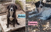Η Tommy και ο Bobos αναζητούν σπίτι