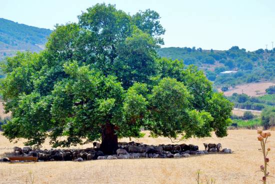 Οι δικές σας φωτογραφίες | Άγιος Γεράσιμος, ώρα ξεκούρασης!