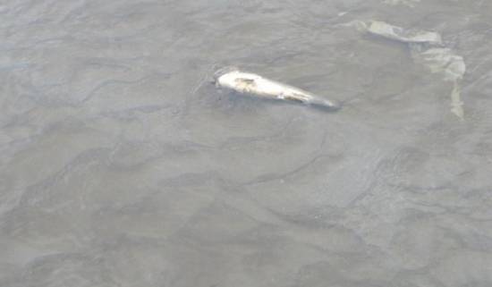 Ιογενής εγκεφαλοπάθεια η αιτία των νεκρών ψαριών στον Κόλπο του Αργοστολίου