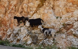 Ε.Α.Σ.: Τσουχτερά πρόστιμα για ανεπιτήρητα παραγωγικά ζώα