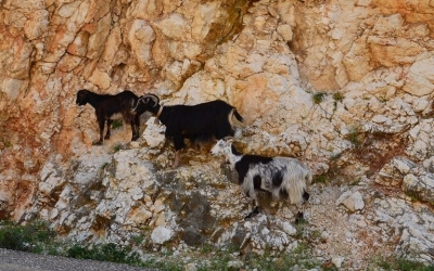 Ε.Α.Σ.: Τσουχτερά πρόστιμα για ανεπιτήρητα παραγωγικά ζώα