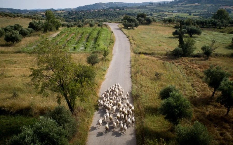 Τρεις βοσκοί με εγκεφαλίτιδα από τσιμπούρια στην Κεντρική Μακεδονία