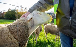 Κ. Μητσοτάκης: Έκτακτη ενίσχυση στους κτηνοτρόφους λόγω ευλογιάς