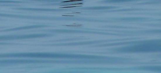 Μια εύχαριστη έκπληξη στα νερά μεταξύ Σκάλας και Πόρου