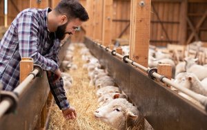 Ε.Α.Σ.: Πληρώθηκαν την 3η δόση για ζωοτροφές οι Κτηνοτρόφοι