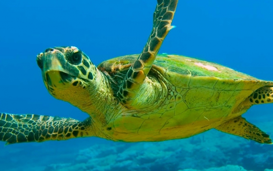 &quot;Ατραξιόν&quot; της Κεφαλονιάς οι χελώνες που κόβουν βόλτες στο λιμάνι (video)