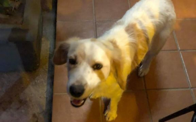 Σκυλάκι βρέθηκε στα Μεταξάτα - Γνωρίζετε τον ιδιοκτήτη του ;