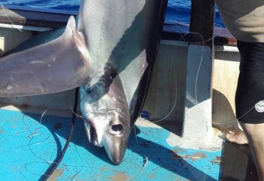 Ψαράς ψάρεψε καρχαριοειδές μήκους 5 μέτρων στην Κυλλήνη