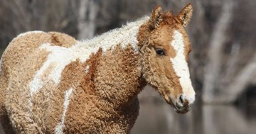 Παράξενα άλογα με… μπούκλες!