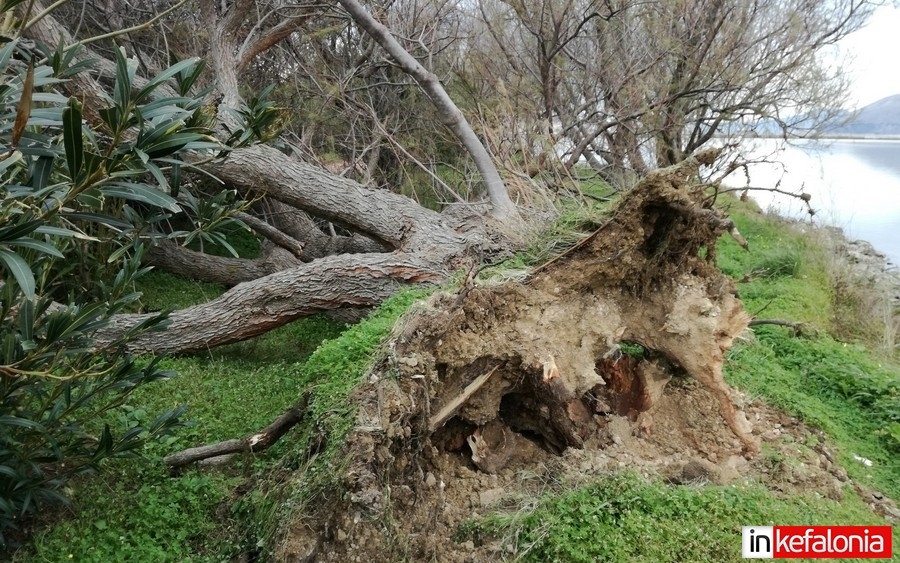 Αργοστόλι: Και άλλο ξεριζωμένο δέντρο και σπασμένο φωτιστικό στον Κούταβο (εικόνες)