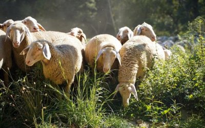 Μέτρα από τον Δήμο Σάμης για τα ανεπιτήρητα ζώα μετά τις ζημιές σε περιουσίες
