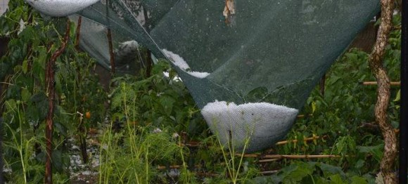 Εικόνες αποκάλυψης στα Ιωάννινα -Χαλάζι σε μέγεθος καρυδιού σάρωσε τα πάντα [εικόνες &amp; βίντεο]