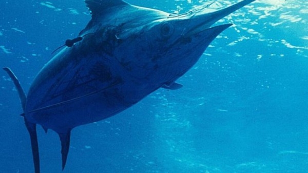 Απαγόρευση Αλιείας ξιφία κατά τον μήνα Μάρτιο