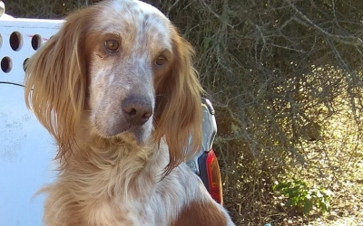 Βρέθηκε ο σκύλος που είχε χαθεί στην περιοχή της Μολού