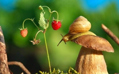 Παρουσίαση του Φωτογράφου Χρήστου Βλάχου με θέμα "Η φύση μέσα από τον φωτογραφικό φακό"