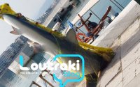 Λουτράκι: Ψάρεψαν 4μετρο καρχαρία βάρους ενός τόνου! (εικόνες)