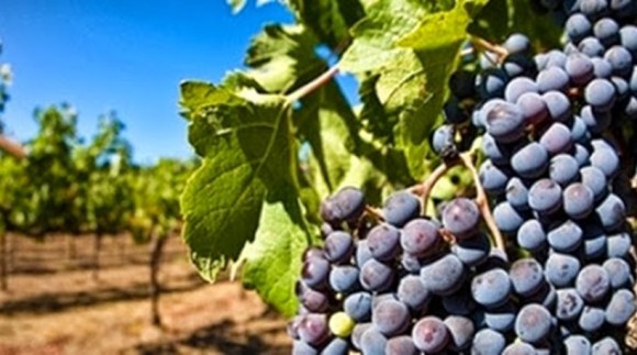 Ε.Α.Σ. : Τρέχει Χρηματοδότηση για ντόπιους Αμπελουργούς