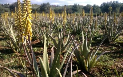 Αλόη βέρα: Τι λένε οι επιστήμονες για τη σύνδεσή της με τον καρκίνο μετά το «καμπανάκι» του ΠΟΥ