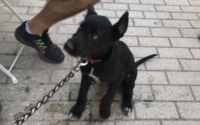 Υιοθετήθηκε το σκυλάκι που περιφέρονταν στο Αργοστόλι, μετά τη δημοσίευση από το INKEFALONIA.GR!