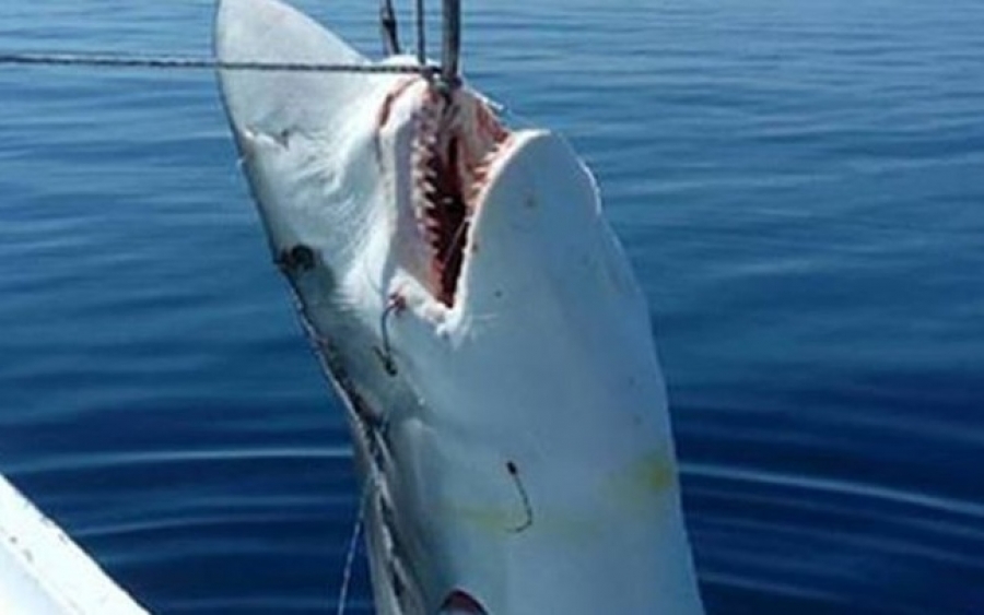 Ψαράδες έπιασαν καρχαρία επτά μέτρων στην Σκόπελο (εικόνες)