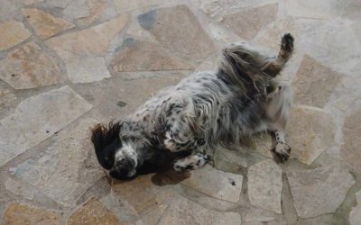 Αδέσποτο σκυλάκι στα Κουλουράτα - Το αναζητάει κανείς