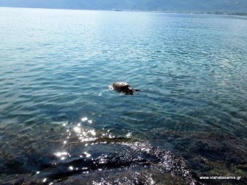 Νεκρή χελώνα ξέβρασε η θάλασσα στον Καραβόμυλο