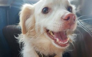 Διπλή παράσυρση σκύλου στην Έρισσο – Αναζητούνται οι οδηγοί, σε σοκ η 16χρονη συνοδός