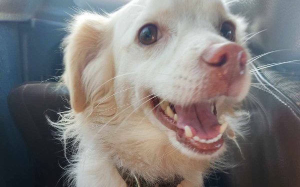 Διπλή παράσυρση σκύλου στην Έρισσο – Αναζητούνται οι οδηγοί, σε σοκ η 16χρονη συνοδός