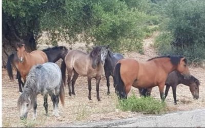 ΧΙΟΝΑΤΑ: Σε σοβαρή κατάσταση ο 25χρονος συνεπιβάτης μηχανής που συγκρούστηκε με άλογα