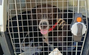 Από τα Χαλιωτάτα στην Ολλανδία: Ο Bobos βρήκε επιτέλους το παντοτινό του σπίτι!