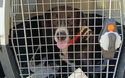 Από τα Χαλιωτάτα στην Ολλανδία: Ο Bobos βρήκε επιτέλους το παντοτινό του σπίτι!