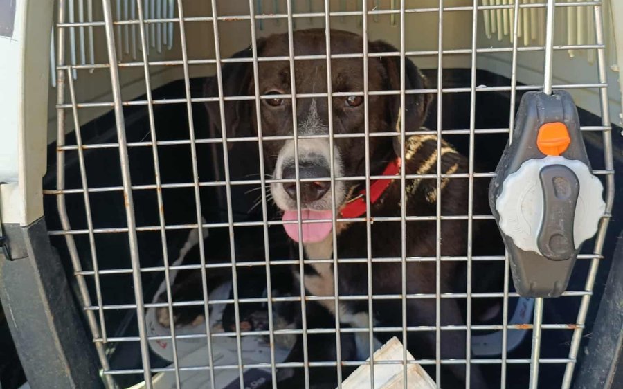 Από τα Χαλιωτάτα στην Ολλανδία: Ο Bobos βρήκε επιτέλους το παντοτινό του σπίτι!