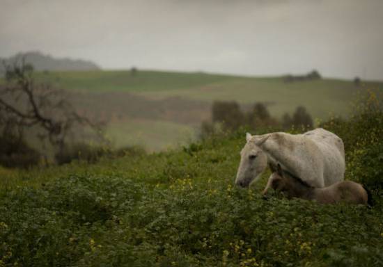Το άλογο που πληγώναμε. Συγκλονιστική φωτογραφία στην Ισπανία της κρίσης