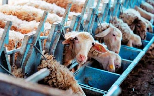 Ε.Α.Σ.: Διευκρινήσεις για Κτηνοτρόφους που δεν έλαβαν επιδότηση ζωοτροφών