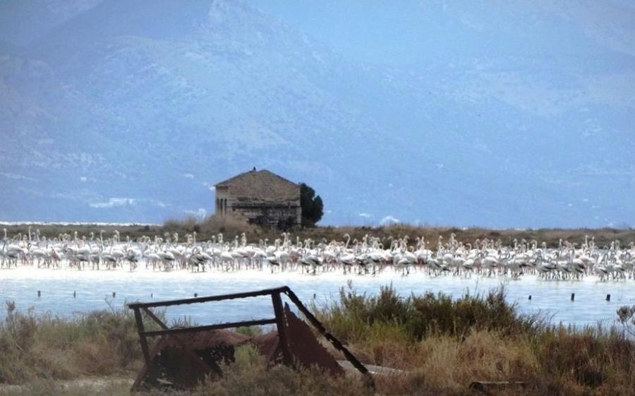 ΚΕΡΚΥΡΑ: Εμφανίστηκαν και πάλι τα φλαμίνγκο - Σαν πίνακας ζωγραφικής!