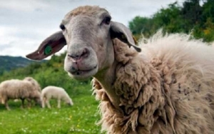 Ε.Α.Σ.: Δόθηκε έκτακτη οικονομική ενίσχυση για Aιγοπρόβατα