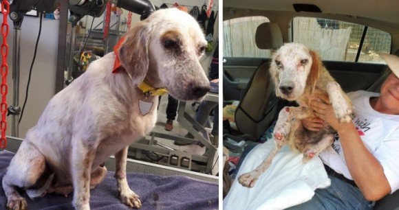 Η αγάπη τους έσωσε την σκελετωμένη σκυλίτσα που βρέθηκε με κομμένη την πατούσα στον Πόρο