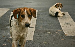 Δ. Καππάτος : Μεγάλη ανάγκη για τρόφιμα και φάρμακα στο καταφύγιο - Ποια περιοχή έχει καταντήσει "χωματερή αδέσποτων"