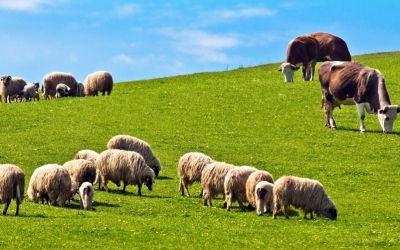 Ε.Α.Σ.: Συγκρότηση ομάδα εργασίας για τα βοσκοτόπια