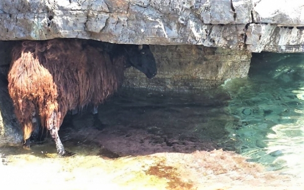 Κολύμπι προβάτων στην Κεφαλονιά (video)