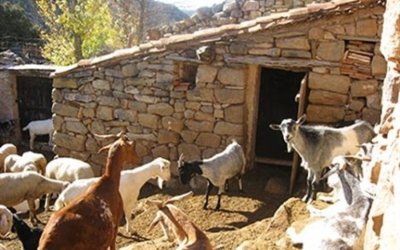 Ε.Α.Σ. : Νέα παράταση για τη νομιμοποίηση ντόπιων στάβλων