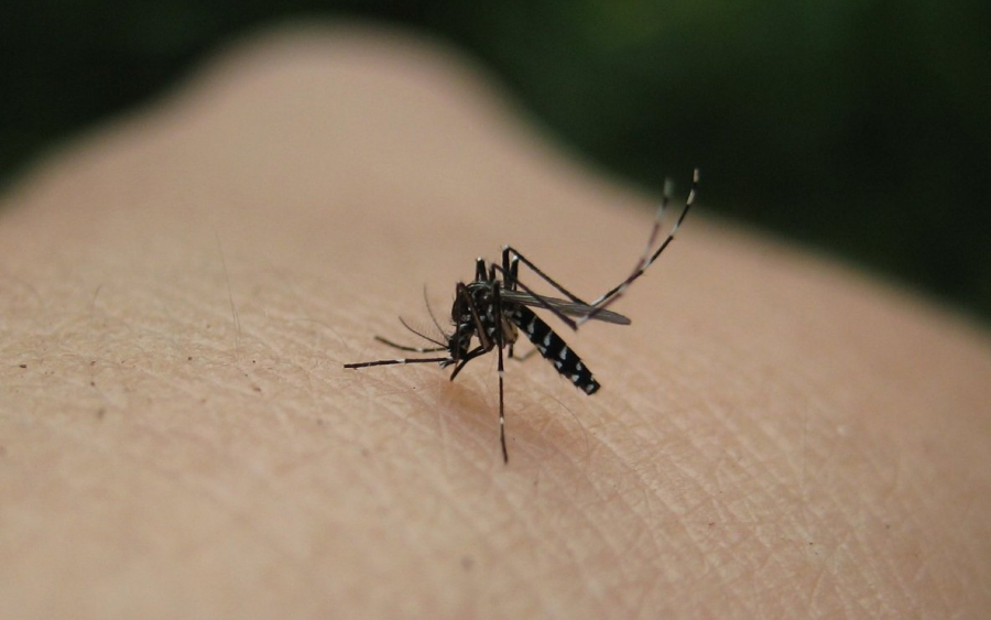Κουνούπια: Επτά λόγοι που τσιμπούν εσάς και όχι τον διπλανό σας