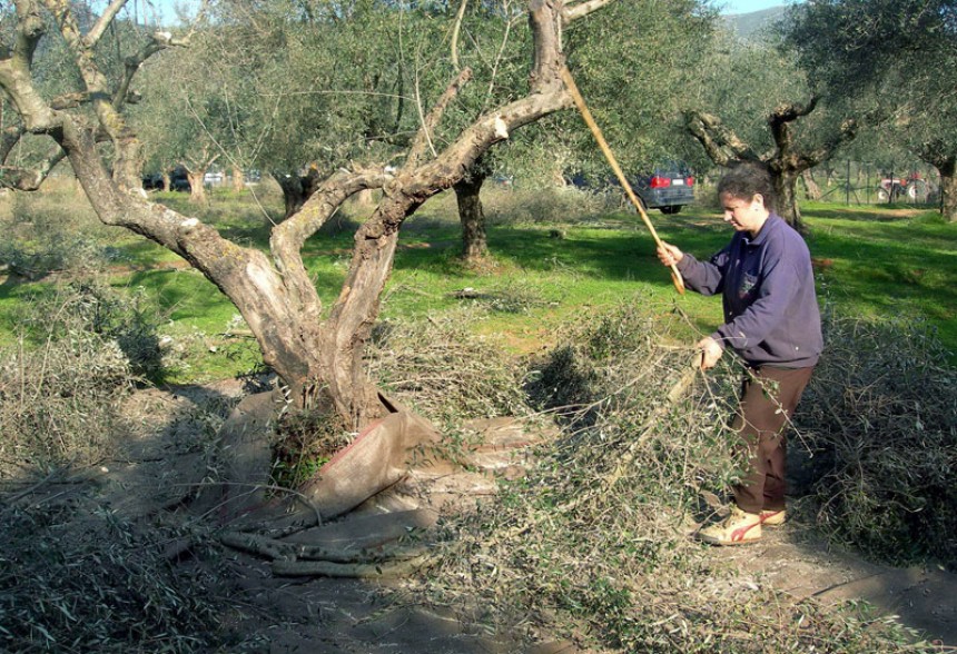 Πριν ο δάκος «θερίσει» τις ντόπιες ελιές