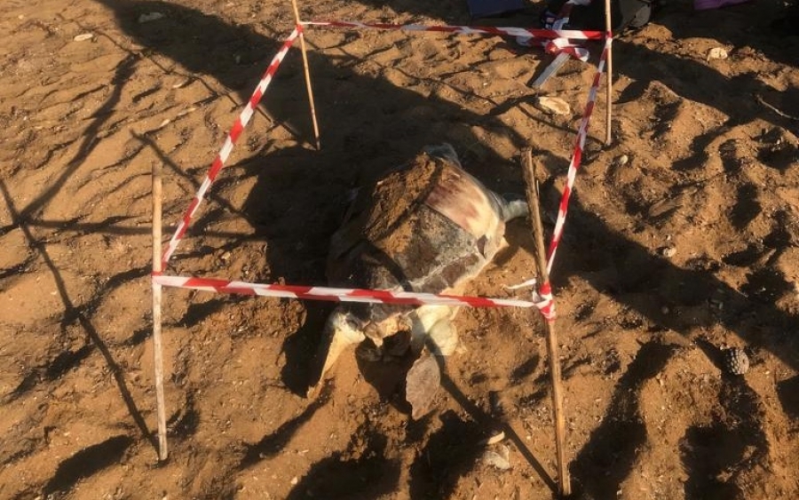 Νεκρή θαλάσσια χελώνα Καρέτα – Καρέτα στα Λέπεδα – Βρέθηκε χτυπημένη στο κεφάλι (εικόνες)