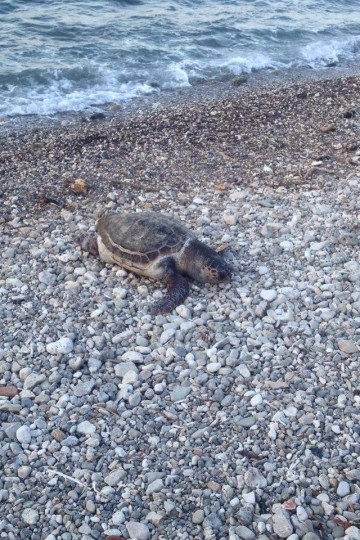Νεκρή θαλάσσια χελώνα στον Πόρο
